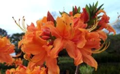 Smitty's Orange Crush Native Azalea (Rhododendron X) - 3 Gallon Pot -Garden Plant Shop rhododendron smittys orange crush native azalea 4