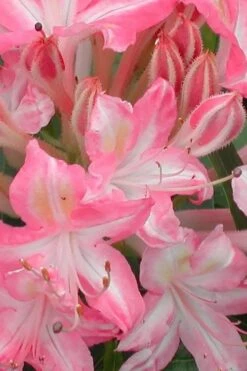 Ribbon Candy Swamp Azalea (Rhododendron Viscosum) - 1 Gallon Pot -Garden Plant Shop rhododendron viscosum ribbon candy swamp azalea 1 2