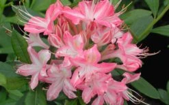 Ribbon Candy Swamp Azalea (Rhododendron Viscosum) - 3 Gallon Pot -Garden Plant Shop rhododendron viscosum ribbon candy swamp azalea 3