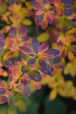 Swamp Azalea (Rhododendron Viscosum) - 1 Gallon Pot -Garden Plant Shop rhododendron viscosum swamp azalea 2