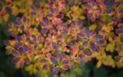 Swamp Azalea (Rhododendron Viscosum) - 1 Gallon Pot -Garden Plant Shop rhododendron viscosum swamp azalea 3