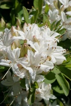 Swamp Azalea (Rhododendron Viscosum) - 1 Gallon Pot -Garden Plant Shop rhododendron viscosum swamp azalea 5