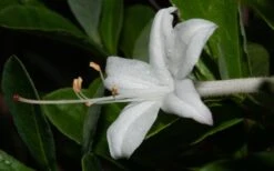 Swamp Azalea (Rhododendron Viscosum) - 3 Gallon Pot -Garden Plant Shop rhododendron viscosum swamp azalea 8 1