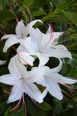 Weston's Innocence Fragrant Swamp Azalea (Rhododendron) - 3 Gallon Pot -Garden Plant Shop rhododendron viscosum westons innocence native azalea 1