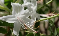 Weston's Innocence Fragrant Swamp Azalea (Rhododendron) - 3 Gallon Pot -Garden Plant Shop rhododendron viscosum westons innocence swamp azalea 1