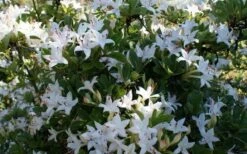 Weston's Innocence Fragrant Swamp Azalea (Rhododendron) - 3 Gallon Pot -Garden Plant Shop rhododendron viscosum westons innocence swamp azalea 3