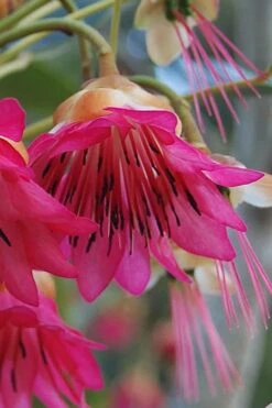Scarlet Bells' Hong Kong Rose (Rhodoleia Henryi) - 3 Gallon Pot -Garden Plant Shop rhodoleia henryi scarlet bells hong kong rose 1