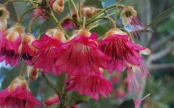 Scarlet Bells' Hong Kong Rose (Rhodoleia Henryi) - 3 Gallon Pot -Garden Plant Shop rhodoleia henryi scarlet bells hong kong rose 102