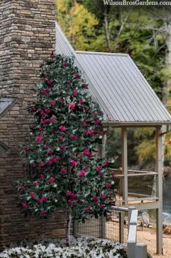 Scarlet Bells' Hong Kong Rose (Rhodoleia Henryi) - 3 Gallon Pot -Garden Plant Shop rhodoleia henryi scarlet bells hong kong rose 106