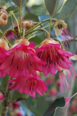 Scarlet Bells' Hong Kong Rose (Rhodoleia Henryi) - 3 Gallon Pot -Garden Plant Shop rhodoleia henryi scarlet bells hong kong rose 3