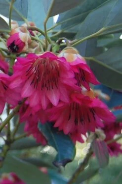 Scarlet Bells' Hong Kong Rose (Rhodoleia Henryi) - 3 Gallon Pot -Garden Plant Shop rhodoleia henryi scarlet bells hong kong rose 4