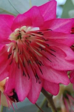 Scarlet Bells' Hong Kong Rose (Rhodoleia Henryi) - 3 Gallon Pot -Garden Plant Shop rhodoleia henryi scarlet bells hong kong rose 5