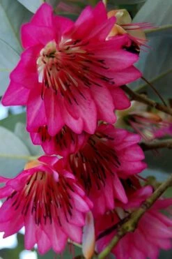 Scarlet Bells' Hong Kong Rose (Rhodoleia Henryi) - 3 Gallon Pot -Garden Plant Shop rhodoleia henryi scarlet bells hong kong rose 7