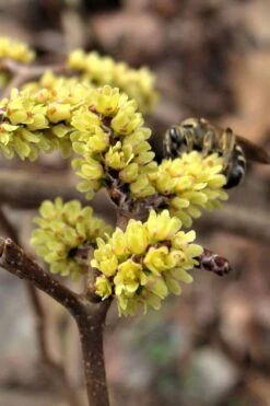 Fragrant Sumac (Rhus Aromatica) - 1 Gallon Pot -Garden Plant Shop rhus aromatica fragrant sumac 2