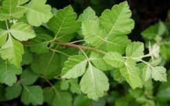 Fragrant Sumac (Rhus Aromatica) - 3 Gallon Pot -Garden Plant Shop rhus aromatica fragrant sumac 5 1
