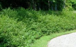 Fragrant Sumac (Rhus Aromatica) - 1 Gallon Pot -Garden Plant Shop rhus aromatica fragrant sumac 7