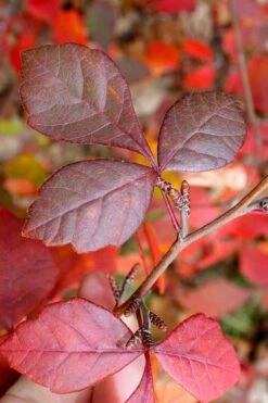 Fragrant Sumac (Rhus Aromatica) - 1 Gallon Pot -Garden Plant Shop rhus aromatica fragrant sumac 8