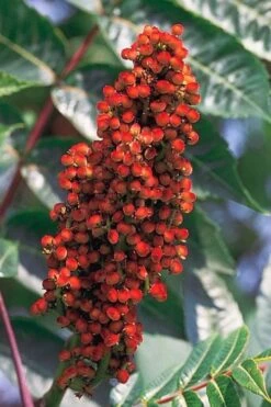 Smooth Sumac (Rhus Glabra) - 1 Gallon Pot -Garden Plant Shop rhus glabra smooth sumac 1