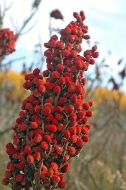 Smooth Sumac (Rhus Glabra) - 1 Gallon Pot -Garden Plant Shop rhus glabra smooth sumac 10