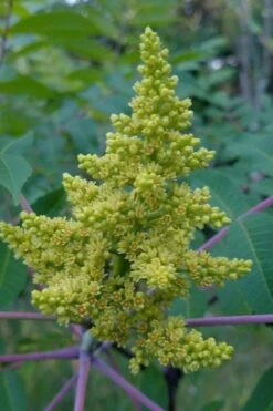 Smooth Sumac (Rhus Glabra) - 1 Gallon Pot -Garden Plant Shop rhus glabra smooth sumac 11