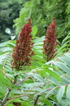 Smooth Sumac (Rhus Glabra) - 1 Gallon Pot -Garden Plant Shop rhus glabra smooth sumac 2