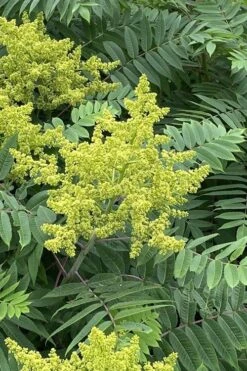 Smooth Sumac (Rhus Glabra) - 1 Gallon Pot -Garden Plant Shop rhus glabra smooth sumac 4
