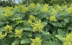 Smooth Sumac (Rhus Glabra) - 1 Gallon Pot -Garden Plant Shop rhus glabra smooth sumac 6
