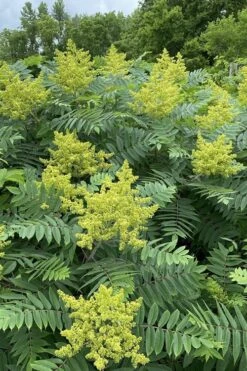 Smooth Sumac (Rhus Glabra) - 1 Gallon Pot -Garden Plant Shop rhus glabra smooth sumac 7