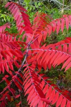 Smooth Sumac (Rhus Glabra) - 1 Gallon Pot -Garden Plant Shop rhus glabra smooth sumac 8