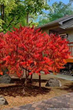 Staghorn Sumac (Rhus Typhina) - 1 Gallon Pot -Garden Plant Shop rhus typhina staghorn sumac 10