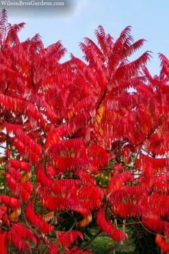 Staghorn Sumac (Rhus Typhina) - 3 Gallon Pot