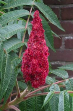 Staghorn Sumac (Rhus Typhina) - 3 Gallon Pot -Garden Plant Shop rhus typhina staghorn sumac 2 1