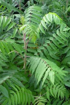 Staghorn Sumac (Rhus Typhina) - 3 Gallon Pot -Garden Plant Shop rhus typhina staghorn sumac 3 1