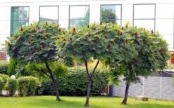 Staghorn Sumac (Rhus Typhina) - 3 Gallon Pot -Garden Plant Shop rhus typhina staghorn sumac 5 1