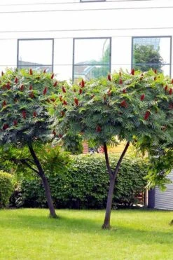 Staghorn Sumac (Rhus Typhina) - 3 Gallon Pot -Garden Plant Shop rhus typhina staghorn sumac 7 1