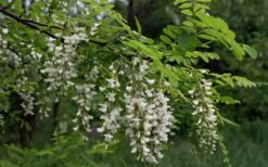 Black Locust Tree - 3 Gallon Pot -Garden Plant Shop robinia pseudoacacia black locust tree 15