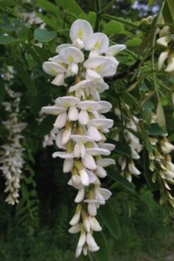 Black Locust Tree - 3 Gallon Pot -Garden Plant Shop robinia pseudoacacia black locust tree 17