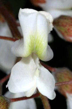 Black Locust Tree - 3 Gallon Pot -Garden Plant Shop robinia pseudoacacia black locust tree 2