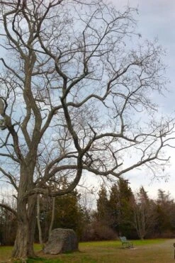 Black Locust Tree - 3 Gallon Pot -Garden Plant Shop robinia pseudoacacia black locust tree 4
