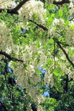 Black Locust Tree - 3 Gallon Pot -Garden Plant Shop robinia pseudoacacia black locust tree 7