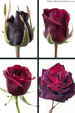 Crimson Knight Brindabella Rose - 3 Gallon Pot -Garden Plant Shop rosa crimson knight brindabella rose 3 1