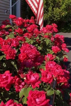 Red Double Knock Out Rose - 5 Gallon Pot -Garden Plant Shop rosa double red knock out rose 103