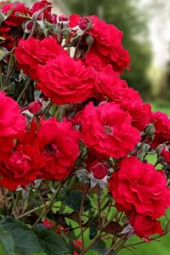 Oh My! Floribunda Tree Rose - 7 Gallon Pot -Garden Plant Shop rosa oh my floribunda rose 2