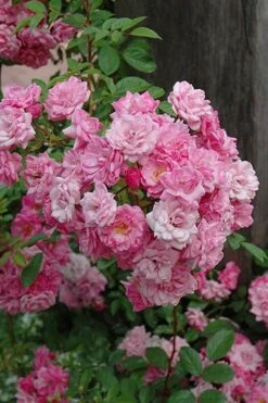 Peggy Martin Climbing Rose - 3 Gallon Pot 18 Peggy Martin Climbing Rose - 3 Gallon Pot -Garden Plant Shop rosa peggy martin climbing rose 1