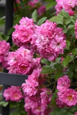 Peggy Martin Climbing Rose - 3 Gallon Pot 15 Peggy Martin Climbing Rose - 3 Gallon Pot -Garden Plant Shop rosa peggy martin climbing rose 10