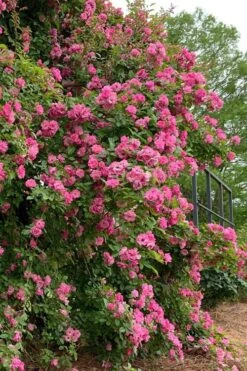 Peggy Martin Climbing Rose - 3 Gallon Pot 20 Peggy Martin Climbing Rose - 3 Gallon Pot -Garden Plant Shop rosa peggy martin climbing rose 2