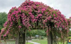 Peggy Martin Climbing Rose - 3 Gallon Pot 16 Peggy Martin Climbing Rose - 3 Gallon Pot -Garden Plant Shop rosa peggy martin climbing rose 7