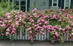 Peggy Martin Climbing Rose - 3 Gallon Pot 14 Peggy Martin Climbing Rose - 3 Gallon Pot -Garden Plant Shop rosa peggy martin climbing rose 8