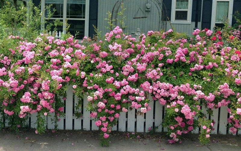 Peggy Martin Climbing Rose - 3 Gallon Pot 4 Peggy Martin Climbing Rose - 3 Gallon Pot - Image 4