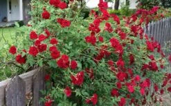 Red Cascade Miniature Climbing Rose - 2.5 Quart Pot 16 Red Cascade Miniature Climbing Rose - 2.5 Quart Pot -Garden Plant Shop rosa red cascade rose 100